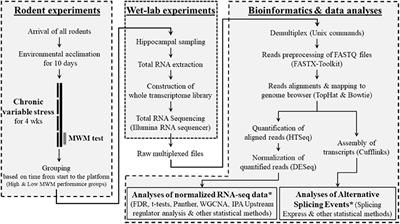 Divergence in Morris Water Maze-Based Cognitive Performance under Chronic Stress Is Associated with the Hippocampal Whole Transcriptomic Modification in Mice